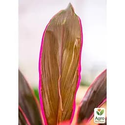 LMTD Корділіна Agro-Market Tango 35-45см (178897) 1 саджанець в упаковці (кімнатний) Нідерланди - мініатюра 2