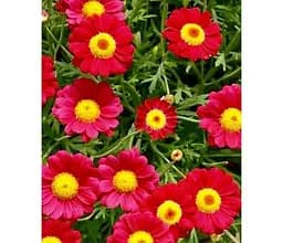 Саджанець Agro-Market Аргірантемум Starlight Red (контейнер № 10. висота 15 см) (47992) 1 шт. в упаковці