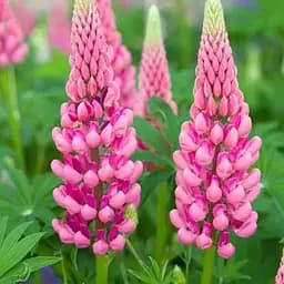 Люпин "Legendary Rose Shades" (вазон Р9) (188390) 1 саженец