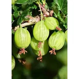 Саджанець Agro-Market LMTD Аґрус Hinnonmaki Green (сортовий, укорінений) висота 50-70см з Нідерландів 1 шт. в упаковці (184891) - мініатюра 2