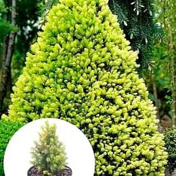 Ялина 2-х річна Agro-Market канадська біла Rainbows End вазон С1.5 висота 15-20 см 102160 1 саджанець в упаковці