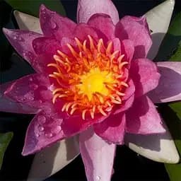 Нимфея Метеор Корневище 1 саженец (40252)