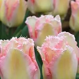 Тюльпан «Lingerie» (63172) 2 шт