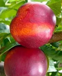 Саджанець Agro-Market Нектарин Рубіновий (лисий персик, літній сорт, середній термін дозрівання) 1 шт. в упаковці (15918)