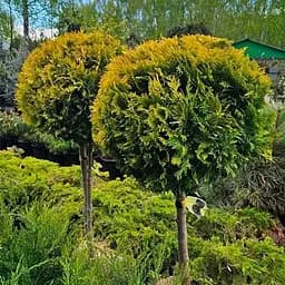 Туя западная на штамбе Europe Gold С5, высота 60-75 см (188113) 1 саженец в упаковке