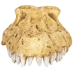 Крокодилячий череп Repti-Zoo Crocodile Skull M ERS34M 18x10x5,5 см - декоративне укриття для тераріуму та акваріуму - мініатюра 2