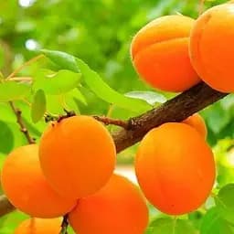 Саженец Agro-Market Абрикос Оранж ред (летний сорт, средний срок созревания) (35990) 1 шт. в упаковке