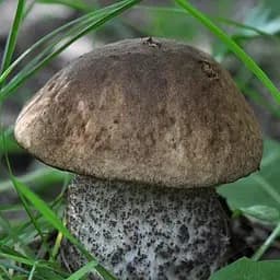 Сухий зерновий міцелій "Підберезовик звичайний" 10г (45502)