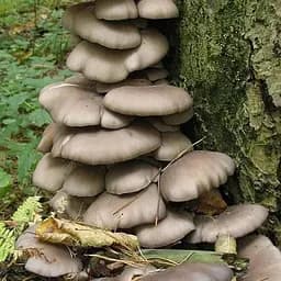 Сухий зерновий міцелій "Глива звичайна" 100г (45185)