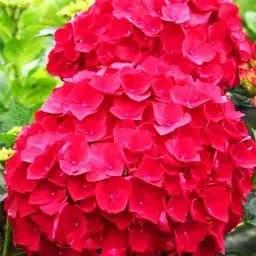 Гортензия Agro-Market Red beauty крупнолистная красная 1 саженец в упаковке (44821)