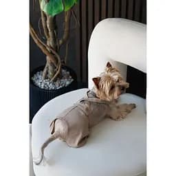 Шорти Pet Fashion Leo для собак XХS - мініатюра 9