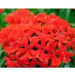 Лихнис Весна 3г (13291)