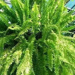 Саджанець Agro-Market Нефролепіс Green Lady (папороть кімнатна) (94706) 1 шт. в упаковці (кімнатний)