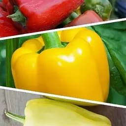 Перець "Суміш кращих популярних сортів" ТМ "Весна"  1г (45514)