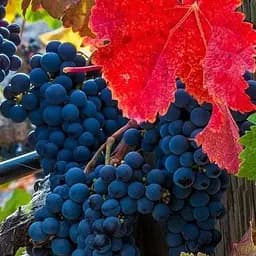 Саджанець Agro-Market Виноград Чорна Перлина (винний сорт, ранньо-середній термін дозрівання, морозостійкий) 1 шт. в пакуванні (101858)