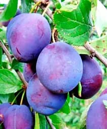 Саджанець Agro-Market Слива Каліпсо 1 шт. в упаковці (43988)