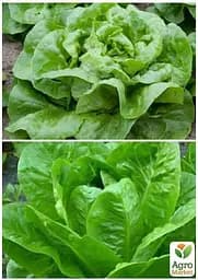 Насіння Agro-Market Салат Качанний на вагу ціна за 5 г (13383) - мініатюра 3
