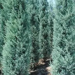 Купрессоципарис Аризонський "Fastigiata" С5 висота 80-100см (186574) 1 саджанець