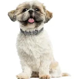 Нашийник для собак BronzeDog Barksi Classic Хвиля шкіряний одинарний зі срібним тисненням 33-43х2 см чорний - мініатюра 5