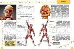 Про тіло людини Енциклопедія для допитливих - мініатюра 4