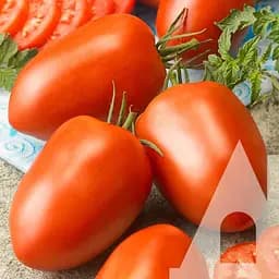 Томат Садиба Россол 0.5 г 