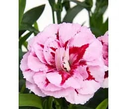 Саджанець Agro-Market Гвоздика Махрова Oscar Purple Star (контейнер №10 висота 10 см) (112888) 1 шт. в упаковці