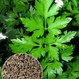 Насіння Agro-Market Петрушка Врожайна на вагу ціна за 10 г (22067)