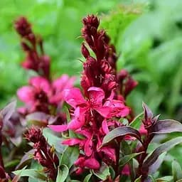 Гаура Ліндхеймера Gaudi "Red" (ефектний багаторічник) (189489) 1 шт