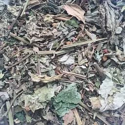 Кирказон трава сушеная - свежий урожай 100 г