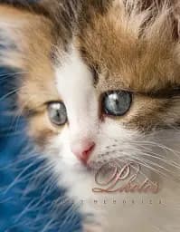 Альбом UFO PP-46200 Cat photo 10x15x200см (PP-46200 Cat photo)