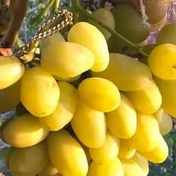 Саджанець Agro-Market Виноград Бананас (крупноягодний мускат з цитронними нотками, дуже ранній) 1 шт. в пакуванні (61638)