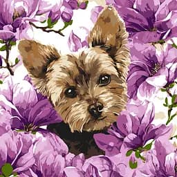 Набор для рисования по номерам "Йорк в магнолії" Ideyka 40х40 см КНО6796