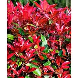 Фотинія фразера на штамбі "Little Red Robin" вазон С3 H45см (185101) 1 саженец