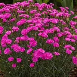 Гвоздика Альпійська "Light Pink" (187900) 1 шт