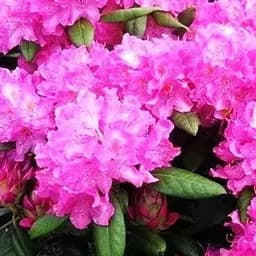 Рододендрон Agro-Market Roseum elegans розовый 1 саженец в упаковке (44447)