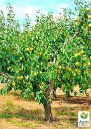 Саджанець Agro-Market Груша Катюша (зимовий сорт, пізній термін дозрівання) 1 шт. в упаковці (179968) - мініатюра 3