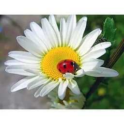 Алмазна вишивка мозаїка стразами повна викладка на підрамнику 40 * 50 см. Сонечко і ромашка