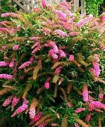 Саджанець Agro-Market Буддлея Давида 3х річна Pink Delight С2 (100247) 1 шт. в упаковці