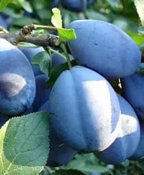 Саджанець Agro-Market Слива Топ гігант (осінній сорт, пізній термін дозрівання) 1 шт. в упаковці (46277)