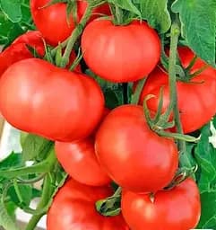 Насіння Весна на вагу Томат Рожевий слон ціна за 1 г (178260)