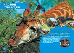 Хто з ким дружить, або дивовижі симбіозу - мініатюра 3