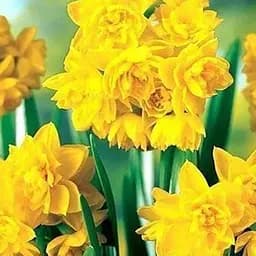 Нарцисс "Golden Rain" 2 шт (17155)