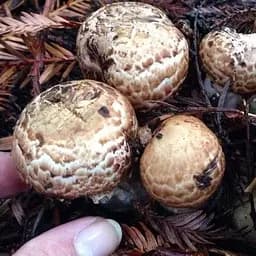 Сухий зерновий міцелій «Печериця садова» 100г (45200)