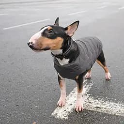 Жилетка для собак Pet Fashion E.Vest XL (сіра) - мініатюра 4
