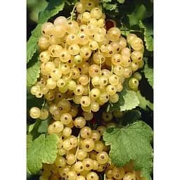 Саджанець Agro-Market Порічка (смородина) біла Уайт Холандер (Witte Hollander) (пізній термін дозрівання, один з кращих сортів білої смородини) 1 шт. в упаковці (20743)