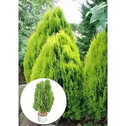 Саджанець Agro-Market Туя східна Aurea Nana (ком/сітка) висота 60-80 см 1 шт. в упаковці (179900) - мініатюра 3
