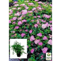 Саджанець Agro-Market Спирея японська 2-х річна Little Princess вазон С2 висота 20-40 см (93723) 1 шт. в упаковці - мініатюра 2