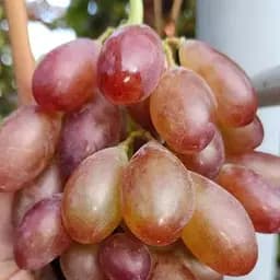 Саженец Agro-Market Виноград Эйфория (большой, хрустящий, сладкий мускат) 1 шт. в упаковке (182410)