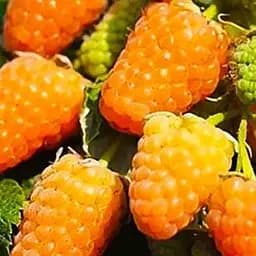 Малина Agro-Market "Оранжевое чудо" (ремонтантный ранний сорт) 1-летний саженец (189520) 1 шт в упаковке