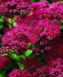 Спирея Agro-Market Dart´s Red японская 2-х летняя вазон Р14 высота 20-40 см 1 саженец в упаковке